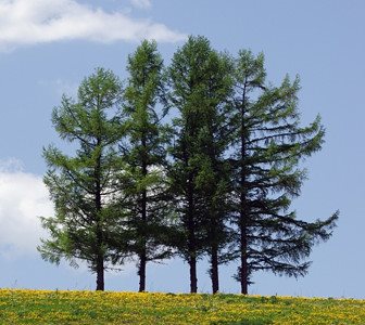 嵐のjalcmのロケ地 嵐の木 で 嵐ファンがポイ捨てや不法侵入で騒動に 盗難事件も発生で警察が出動する事態に 今日の 最新芸能ゴシップニュースサイト 芸トピ