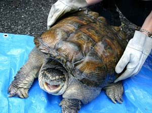 カミツキガメの画像