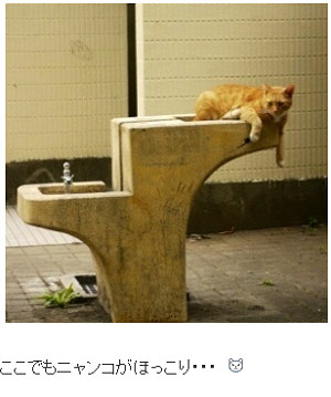 伍代夏子の猫画像