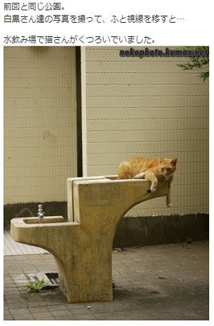 他サイトの猫画像