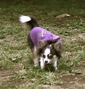 三代目J Soul Brothers from EXILE TRIBE・登坂広臣の愛犬・ソウル君の写真