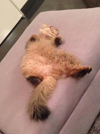 夏目すずの紫色のソファ