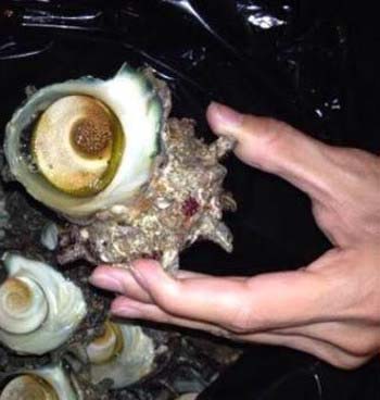 夏目すずがブログに投稿した貝を持つ手