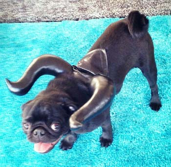 夏目すずが飼っているパグ