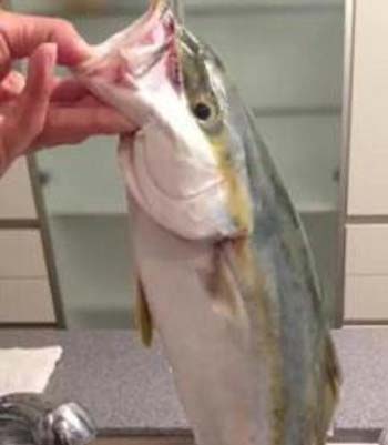 夏目すずがブログに投稿した魚を持つ手
