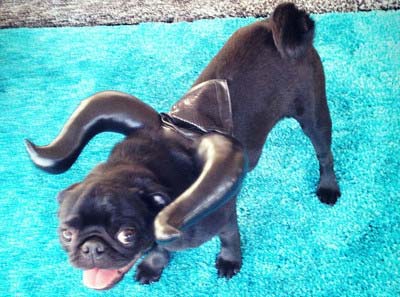 嵐の大野智の彼女・夏目鈴が飼っている犬の写真