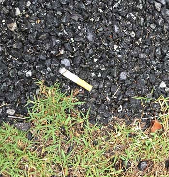 スマップの中居正広？が熊本でタバコポイ捨てしていたとする証拠の写真