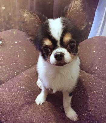 大島みづきが投稿していた犬とソファの写真