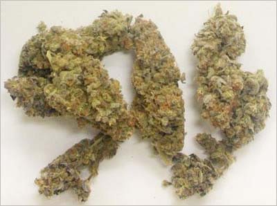 高樹沙耶の自宅から押収された乾燥大麻(約10グラム)