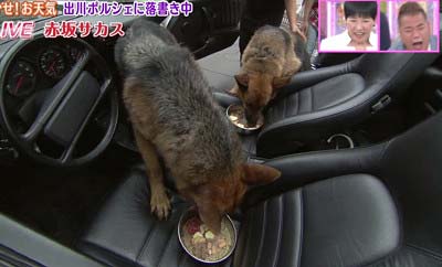 アッコにおまかせ！で出川哲朗の愛車・ポルシェの車内に犬を投入