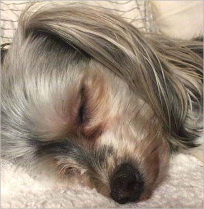 横尾渉の犬画像