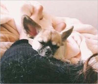 横尾渉の彼女Oがインスタ？に投稿した犬画像