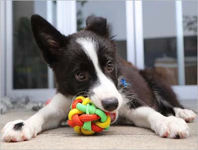 野村周平がインスタグラムに投稿した愛犬・スヌープ写真