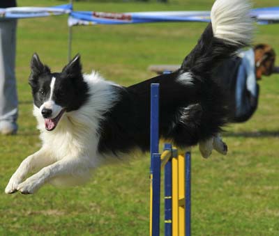 野村周平が愛犬スヌープ溺愛もトラブルの恐れ 首輪 リード無しで散歩 多忙で飼育も難しく ネットで心配や批判の声が殺到 今日の最新芸能ゴシップニュースサイト 芸トピ