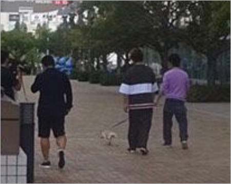 おじゃMAP!!が公開の犬散歩
