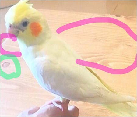 平野紫耀のテーブル