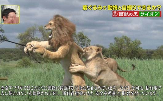 『坂上探検隊』狩野英孝が野生動物との自撮りに挑戦、注意書き字幕テロップ