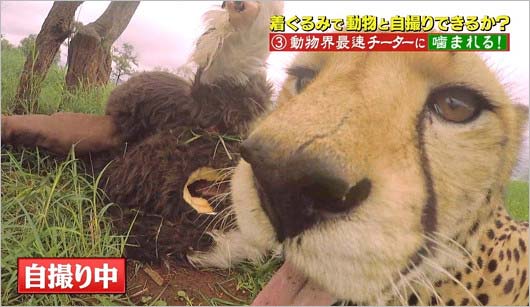 『坂上探検隊』狩野英孝がチーターと格闘シーン5枚目