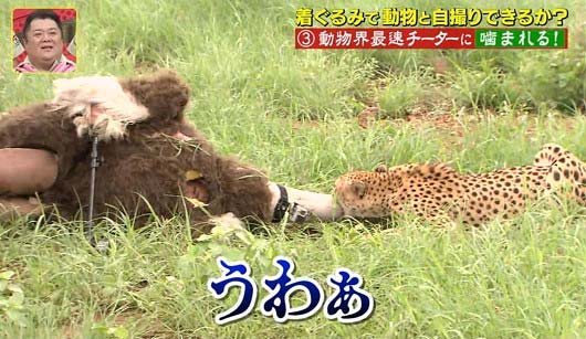 『坂上探検隊』狩野英孝がチーターと格闘シーン6枚目