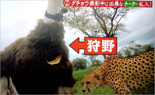 『坂上探検隊』狩野英孝がチーターと格闘シーン2枚目
