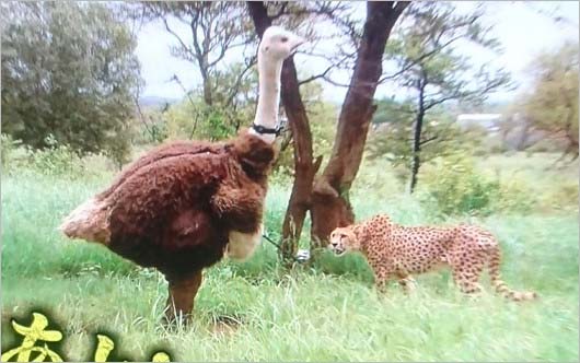 『坂上探検隊』狩野英孝がチーターと格闘シーン1枚目