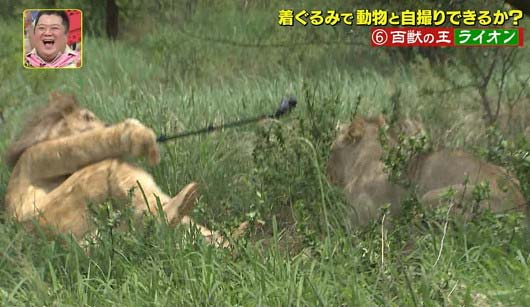 『坂上探検隊』狩野英孝がライオンと格闘シーン7枚目