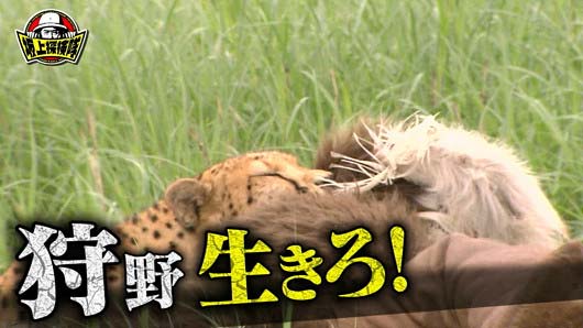 『坂上探検隊』狩野英孝がチーターと格闘シーン9枚目