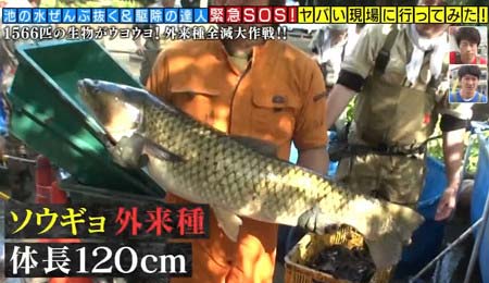 池の水全部抜くで発見したソウギョ