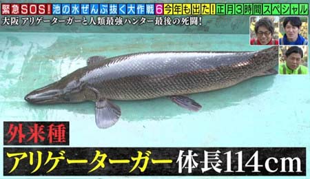 池の水全部抜くで発見したアリゲーターガー