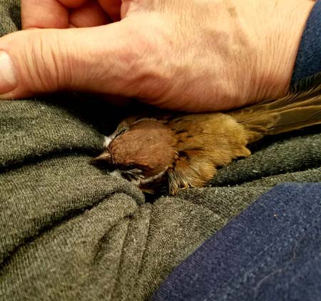 モト冬樹が飼育のスズメ