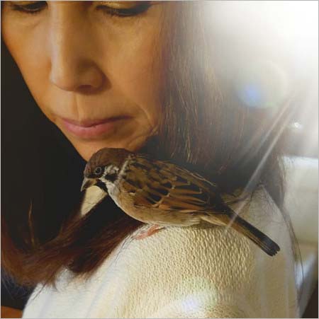 モト冬樹・由美夫人が飼育のスズメ