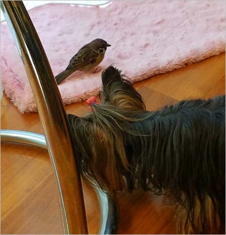 モト冬樹の愛犬と