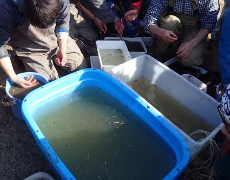『池の水ぜんぶ抜く』トンボ池で集まった魚
