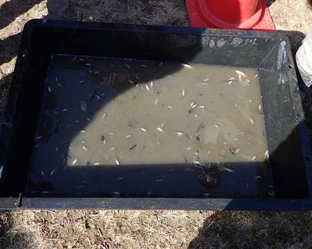 『池の水ぜんぶ抜く』トンボ池で保護した魚が死