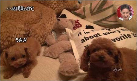 小嶋陽菜の愛犬