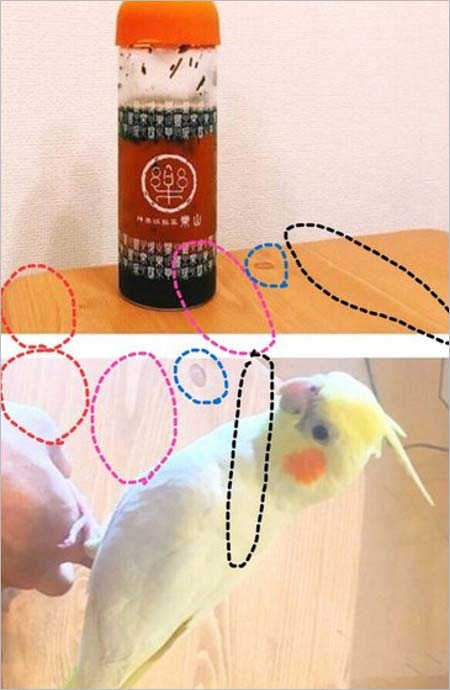 平野紫耀と平祐奈のテーブル木目一致検証画像