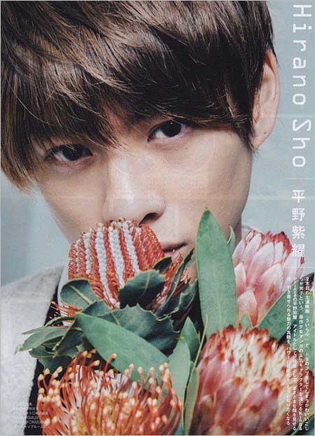 平野紫耀キングプロテアの花