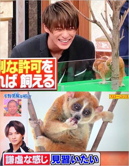 平野紫耀スローロリス画像