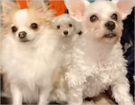 神田沙也加の愛犬画像