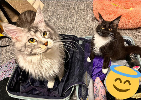 神尾晋一郎が飼ってる猫の画像