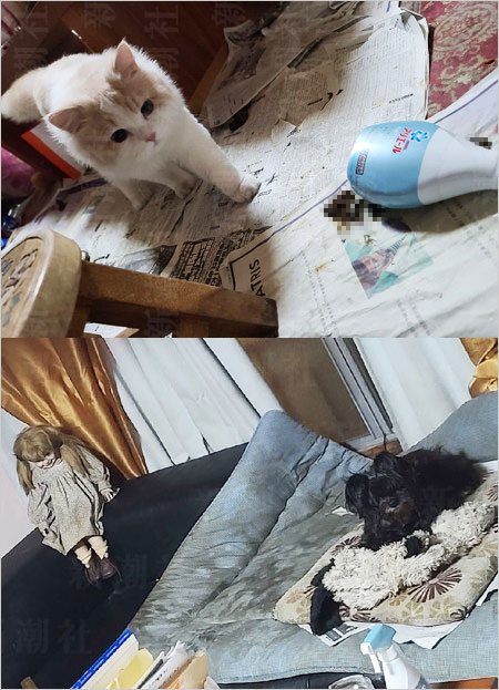 仲本工事の自宅・ペット虐待問題画像