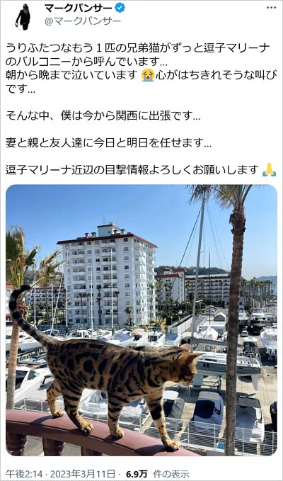 マーク・パンサー猫失踪ツイッター画像