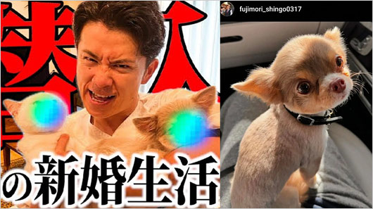 藤森慎吾の妻が飼う犬猫の画像