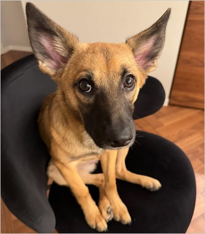 保護犬ベネちゃん