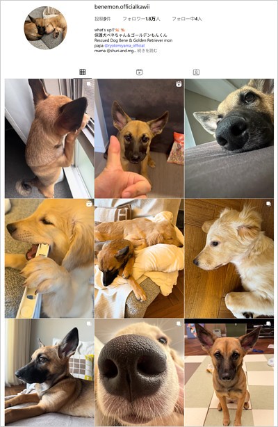 三山凌輝＆趣里の愛犬ベネもん用インスタグラムアカウント