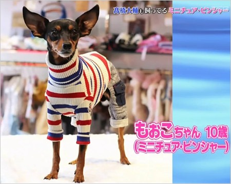 高橋大輔が飼っていた愛犬もーこ・もぉこ(ミニチュア・ピンシャー)