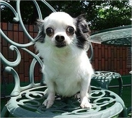 デヴィ夫人の愛犬・太郎