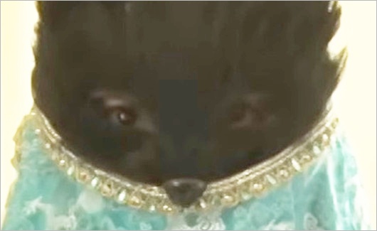 ゴチ27新メンバーBの顔画像