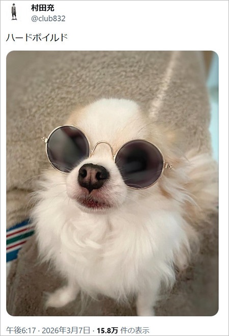 神田沙也加の愛犬ブルーザー(チワワ)