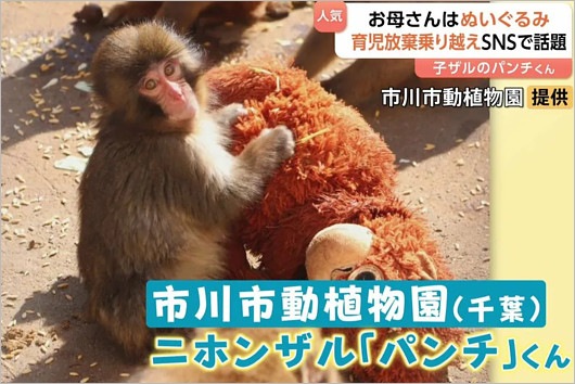 子猿パンチ君